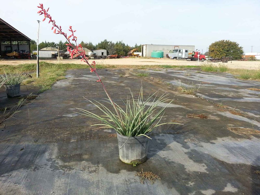 hesperaloe-parviflora-red-false-yucca