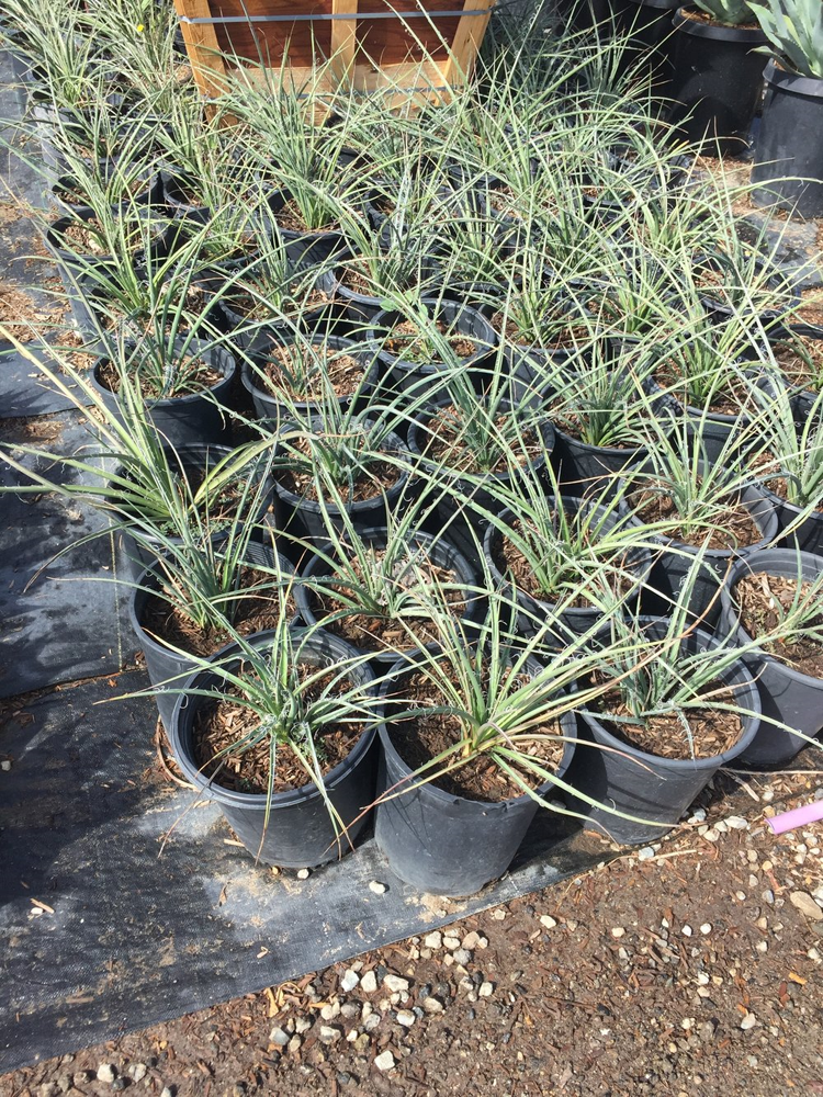 hesperaloe-parviflora-red-false-yucca