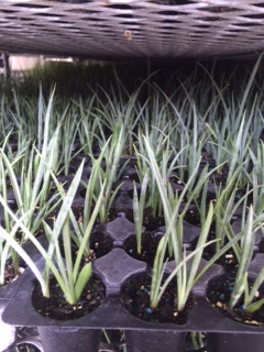 hesperaloe-parviflora-red-false-yucca