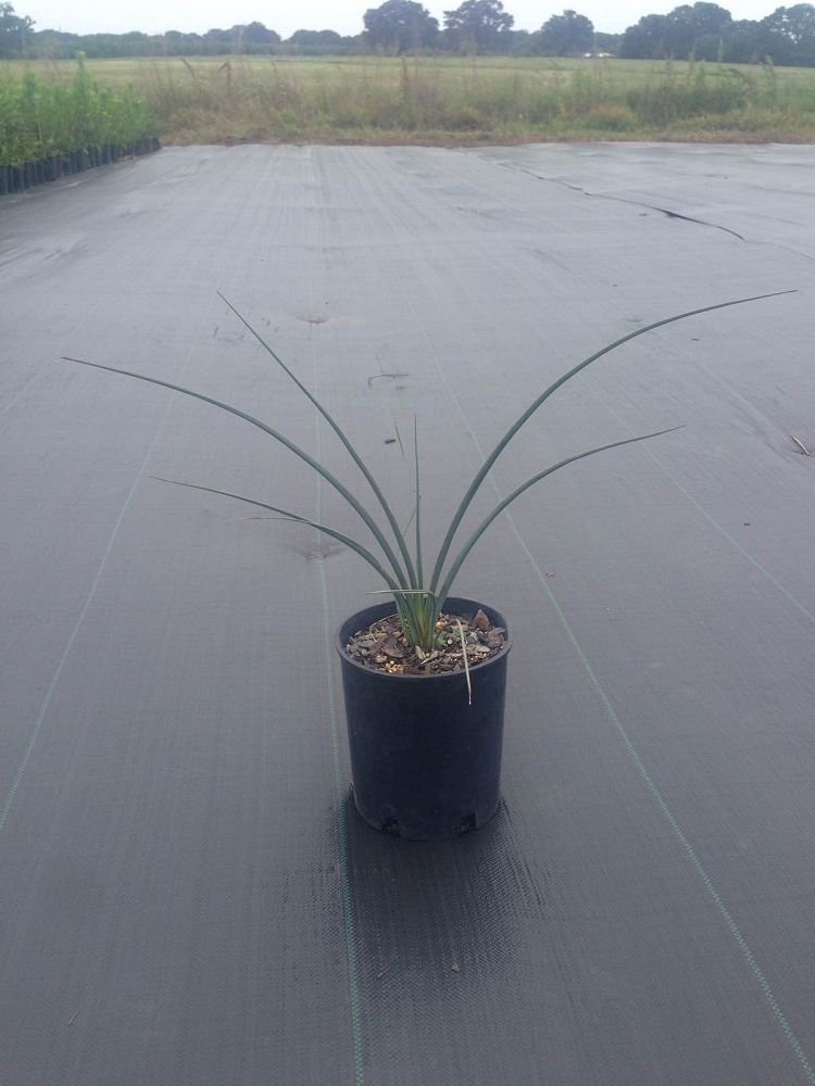hesperaloe-parviflora-red-false-yucca