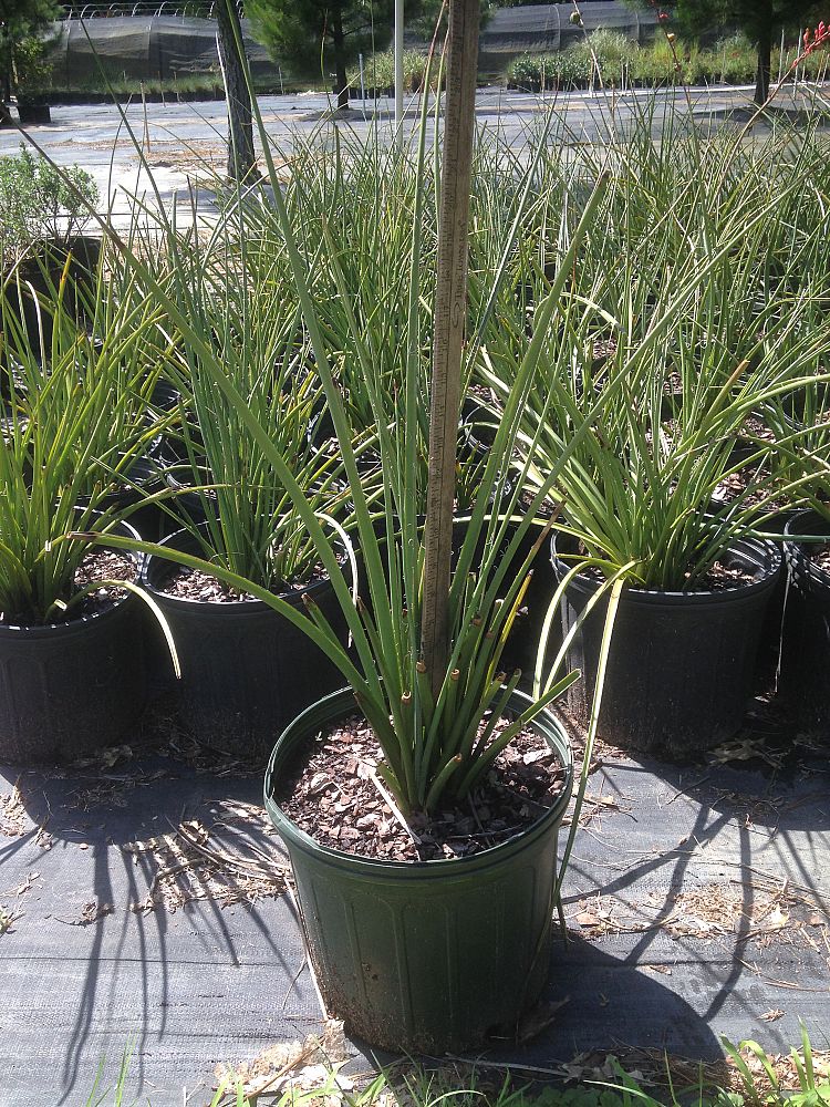 hesperaloe-parviflora-red-false-yucca