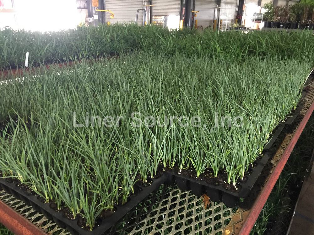 hesperaloe-parviflora-red-false-yucca