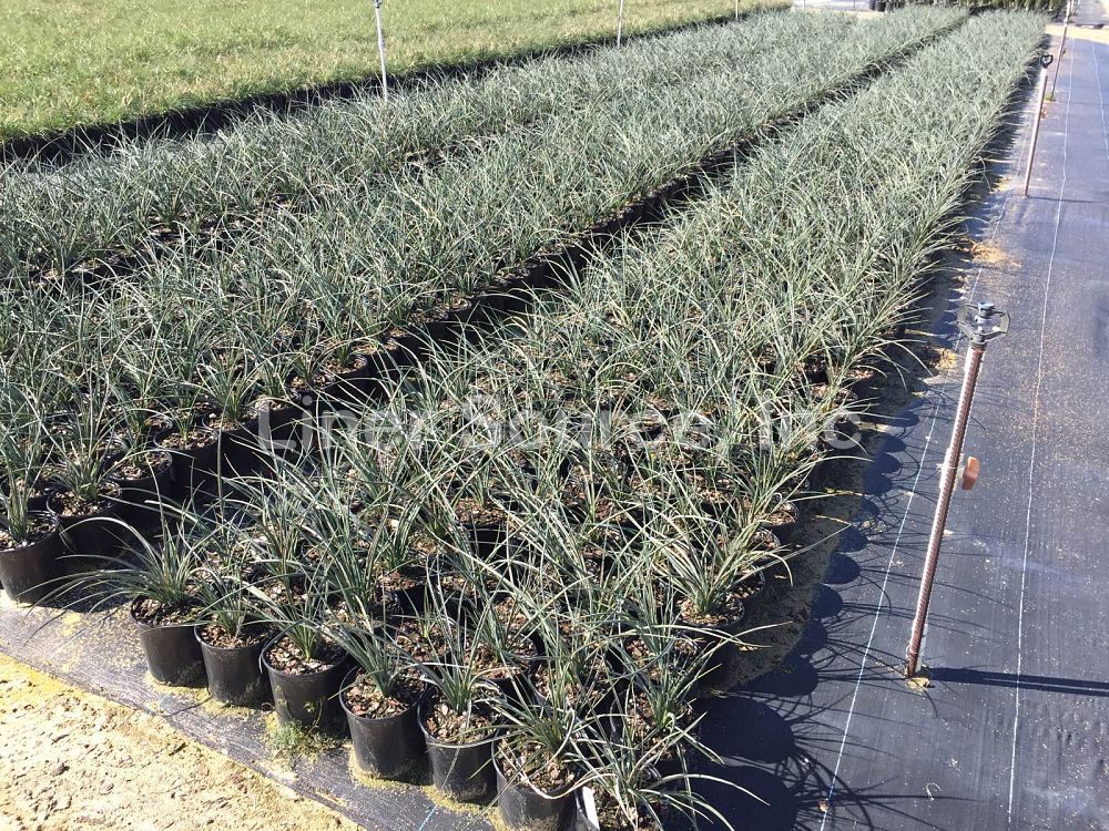 hesperaloe-parviflora-red-false-yucca