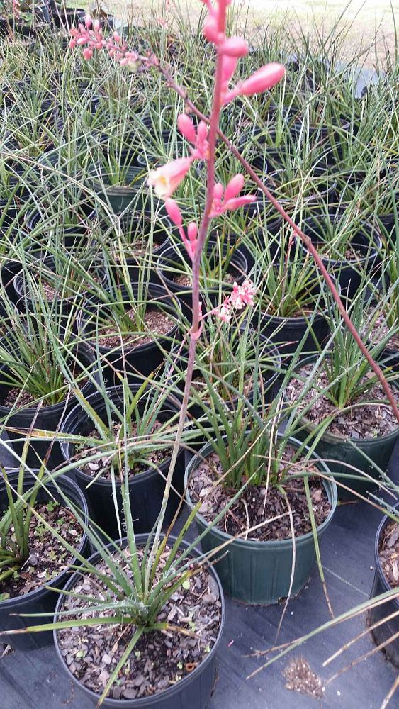 hesperaloe-parviflora-red-false-yucca