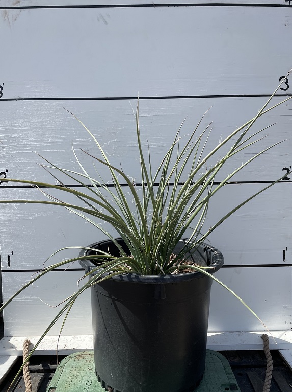 hesperaloe-parviflora-red-false-yucca