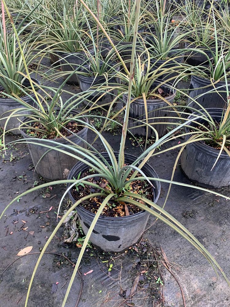 hesperaloe-parviflora-red-false-yucca