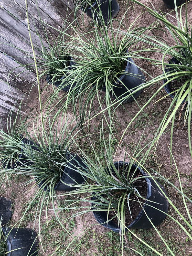 hesperaloe-parviflora-red-false-yucca