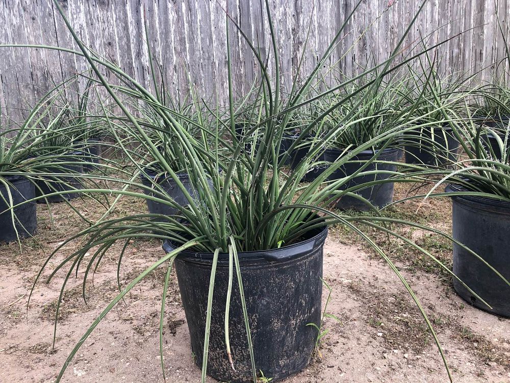 hesperaloe-parviflora-red-false-yucca
