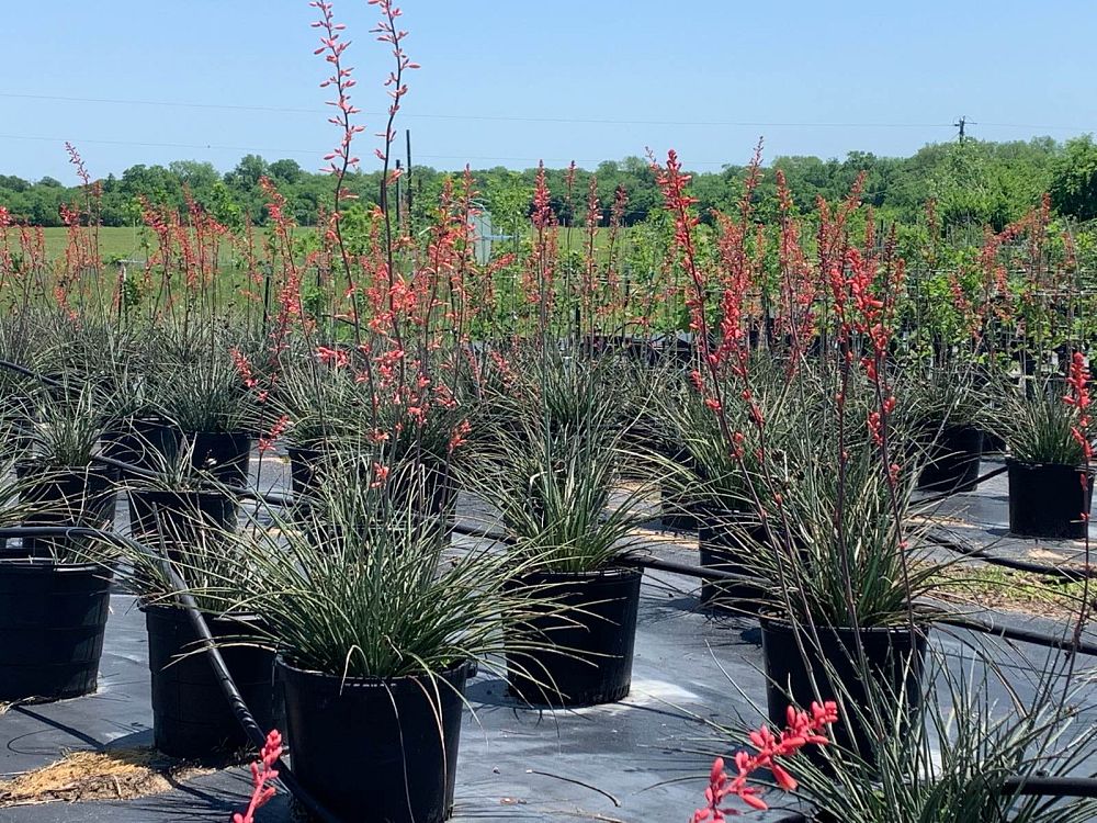 hesperaloe-parviflora-red-false-yucca