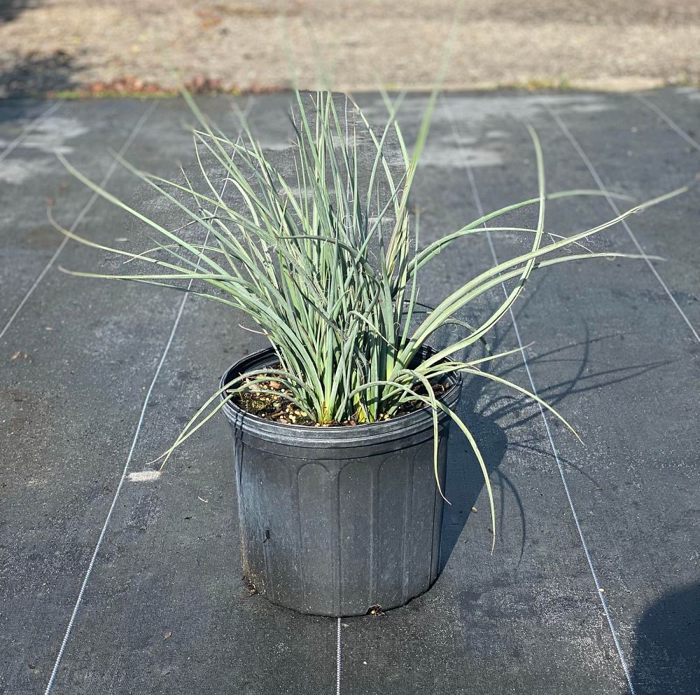 hesperaloe-parviflora-red-false-yucca