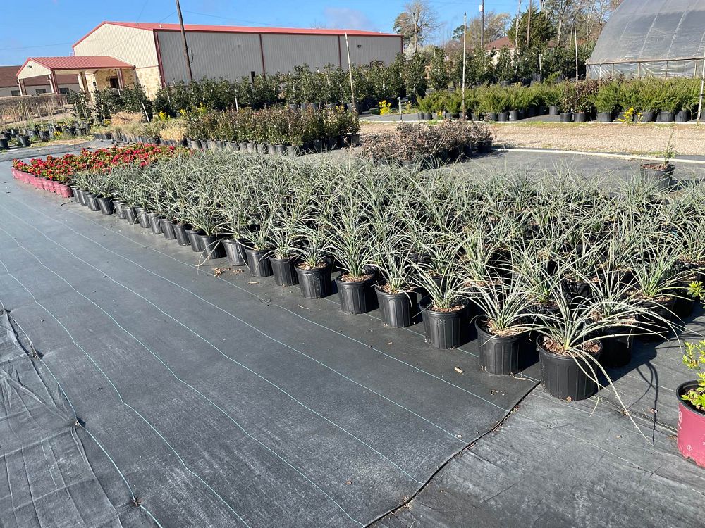 hesperaloe-parviflora-red-false-yucca