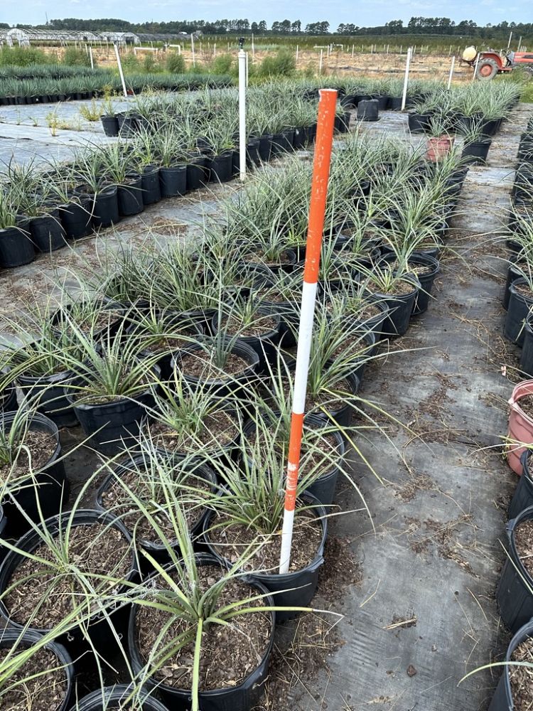 hesperaloe-parviflora-red-false-yucca