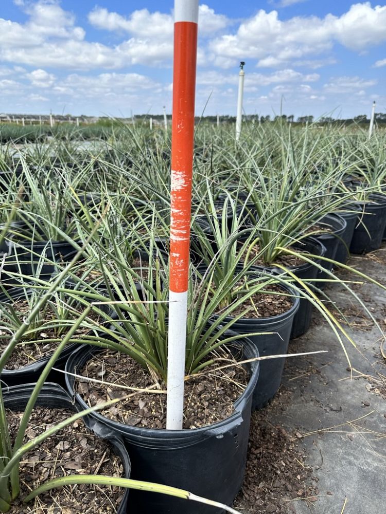 hesperaloe-parviflora-red-false-yucca