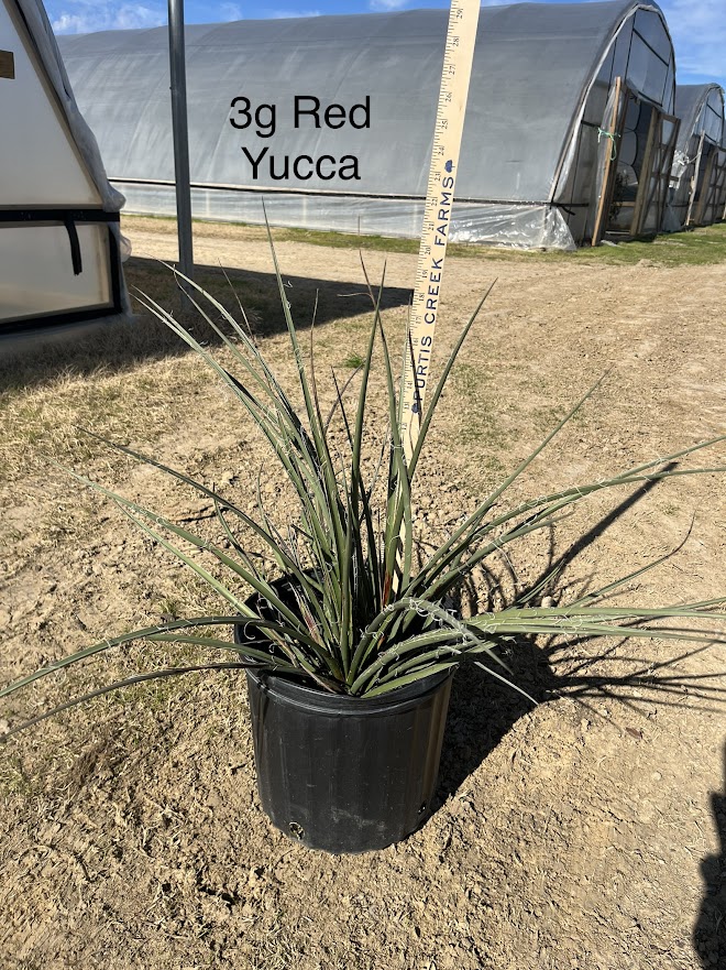 hesperaloe-parviflora-red-false-yucca