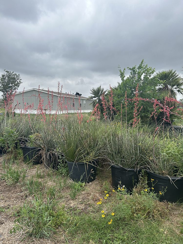 hesperaloe-parviflora-red-false-yucca