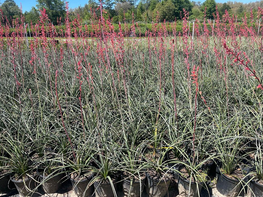 hesperaloe-parviflora-red-false-yucca