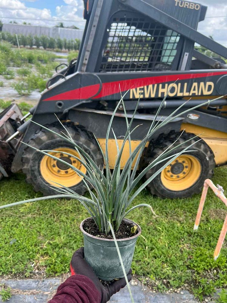 hesperaloe-parviflora-red-false-yucca