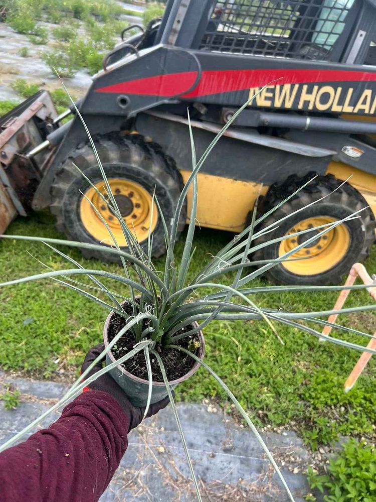 hesperaloe-parviflora-red-false-yucca
