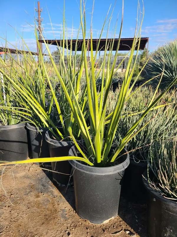 hesperaloe-parviflora-yellow-red-false-yucca