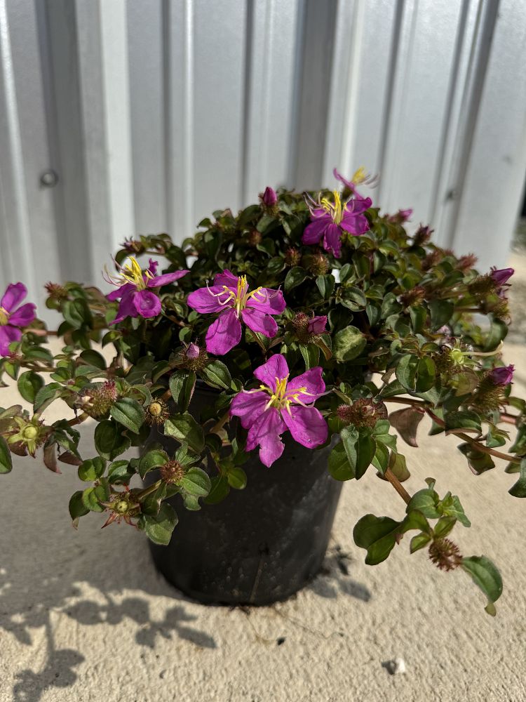 heterocentron-elegans-spanish-shawl