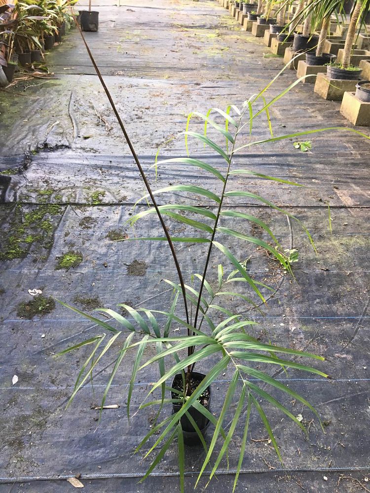 heterospathe-cagayanensis