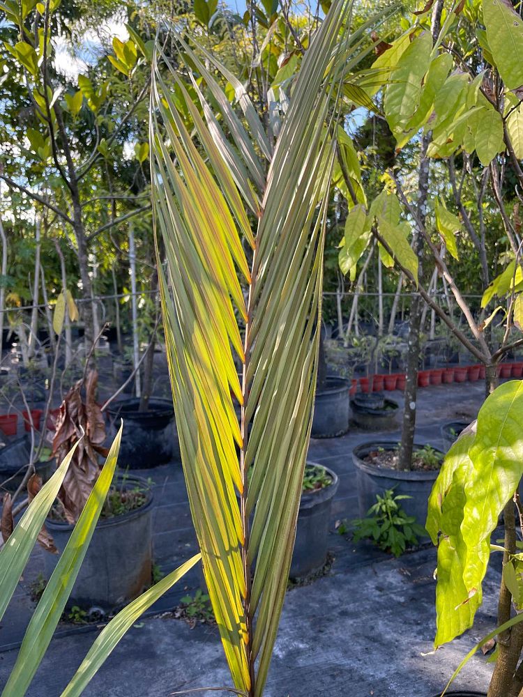 heterospathe-cagayanensis