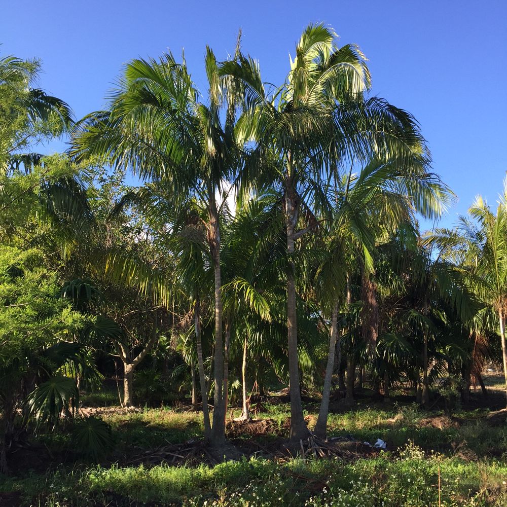 heterospathe-elata-sagisi-palm