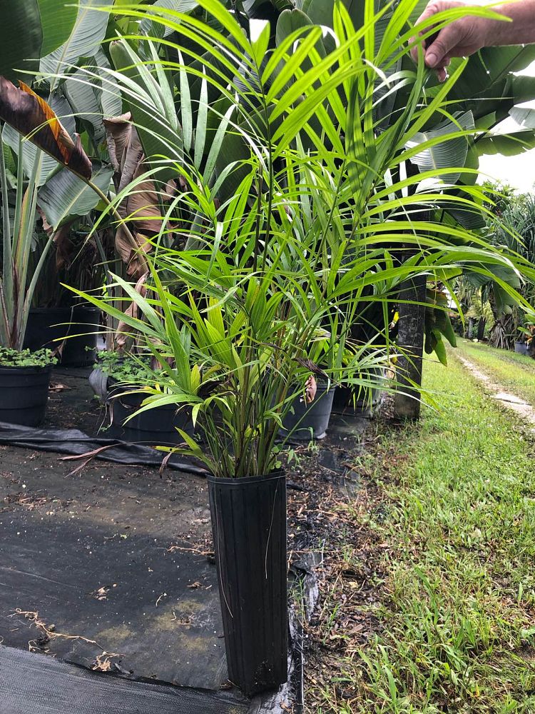 heterospathe-elata-sagisi-palm