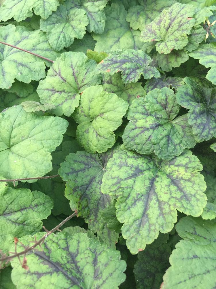 heuchera-americana-dale-s-strain-coral-bells