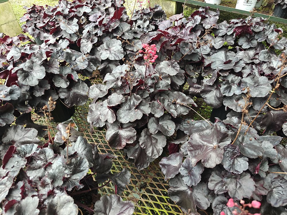 heuchera-black-forest-cake