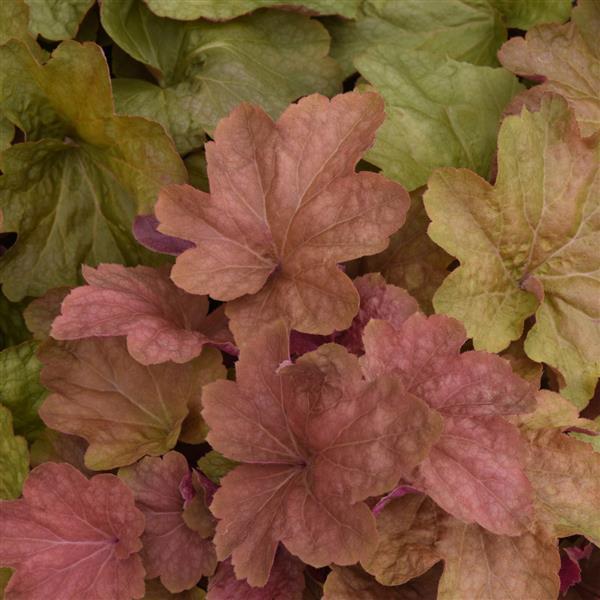 heuchera-carnival-candy-apple-alumroot-coral-bells