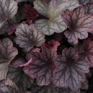 heuchera-carnival-rose-granita-alumroot-coral-bells