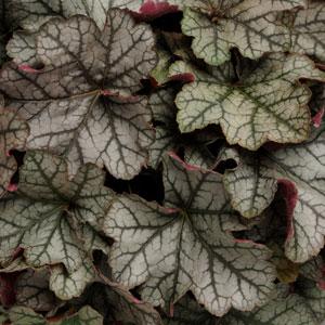 heuchera-carnival-silver-streak-alumroot-coral-bells