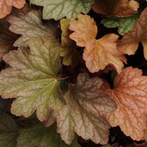 heuchera-carnival-watermelon-alumroot-coral-bells