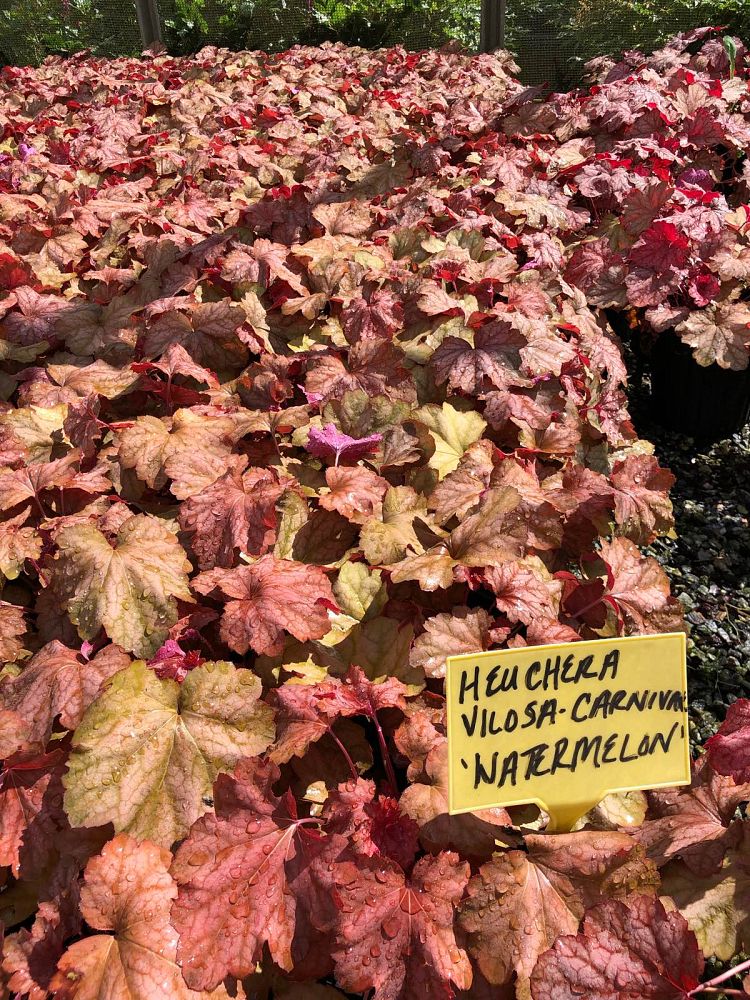 heuchera-carnival-watermelon-alumroot-coral-bells