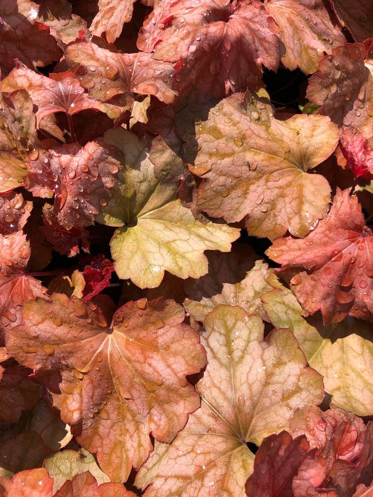 heuchera-carnival-watermelon-alumroot-coral-bells