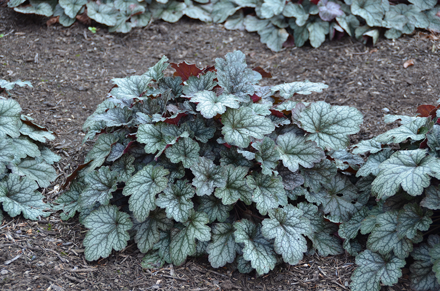 heuchera-color-dream-alumroot-coral-bells