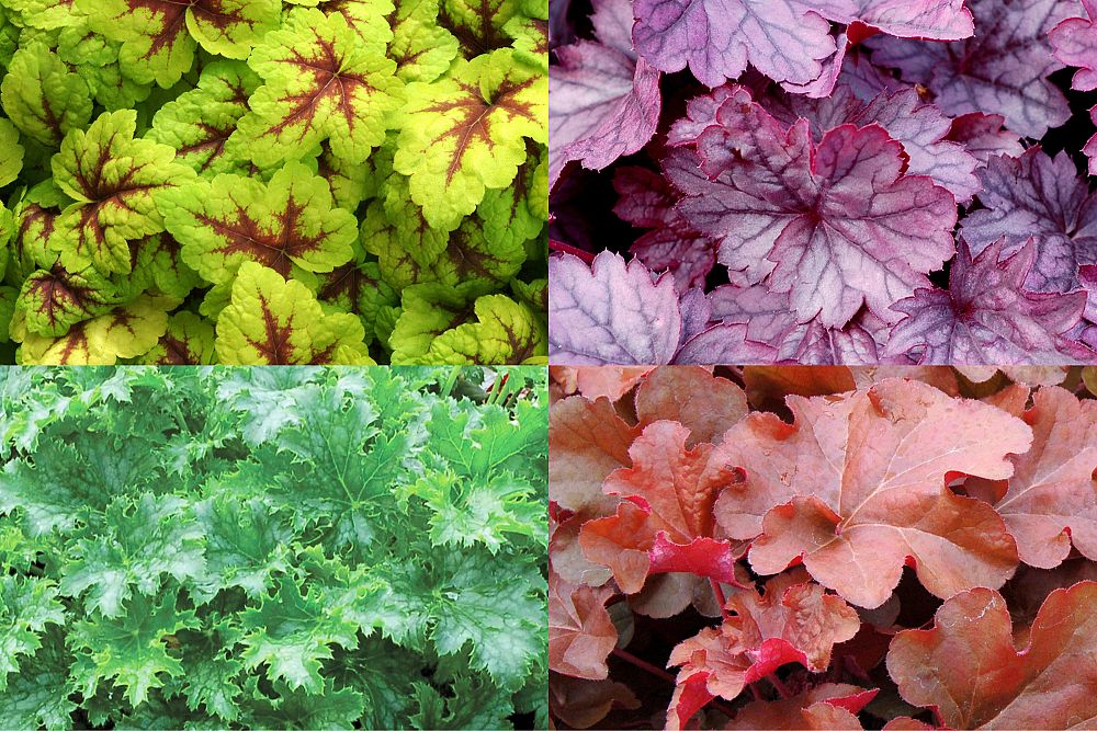heuchera-coral-bells