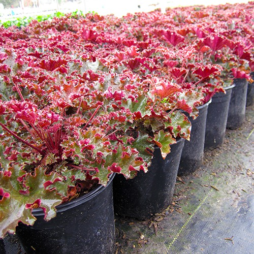 heuchera-crimson-curls-coral-bells