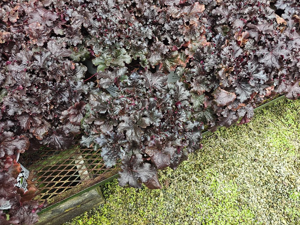 heuchera-evening-gown