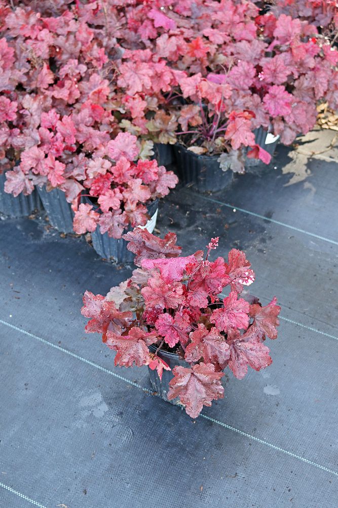 heuchera-fire-chief-coral-bells