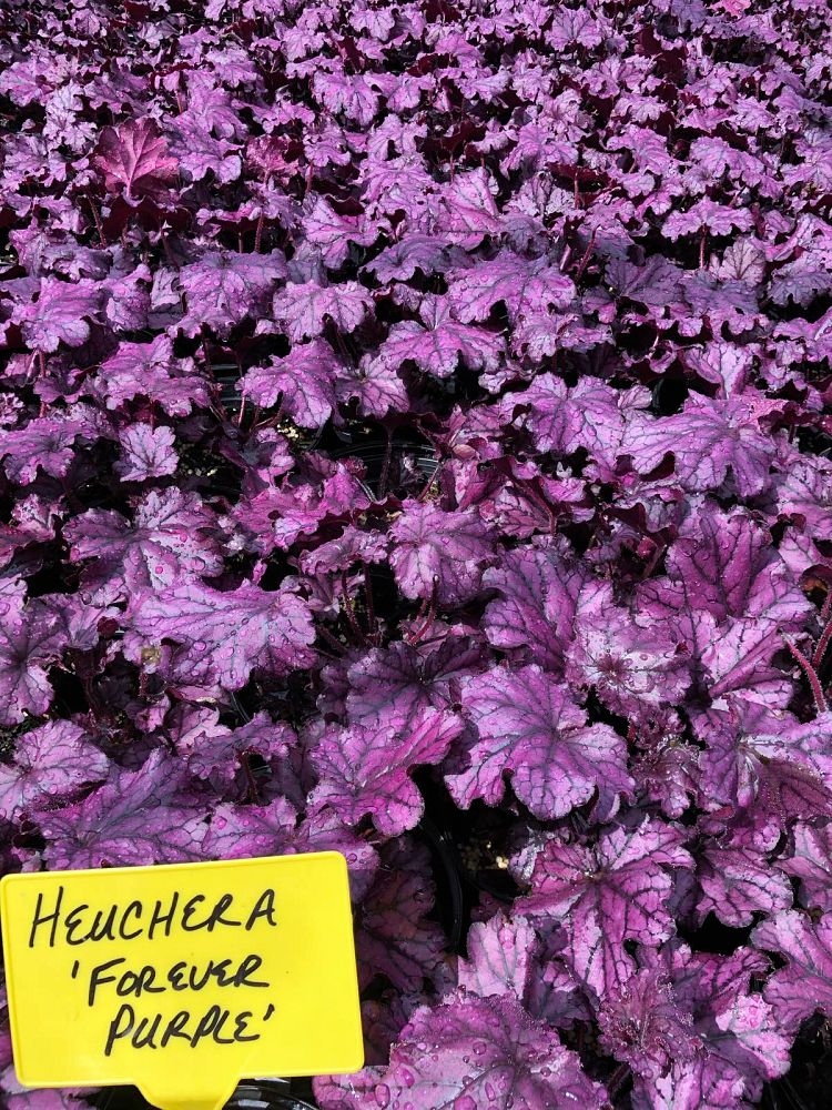 heuchera-forever-purple-alumroot-coral-bells