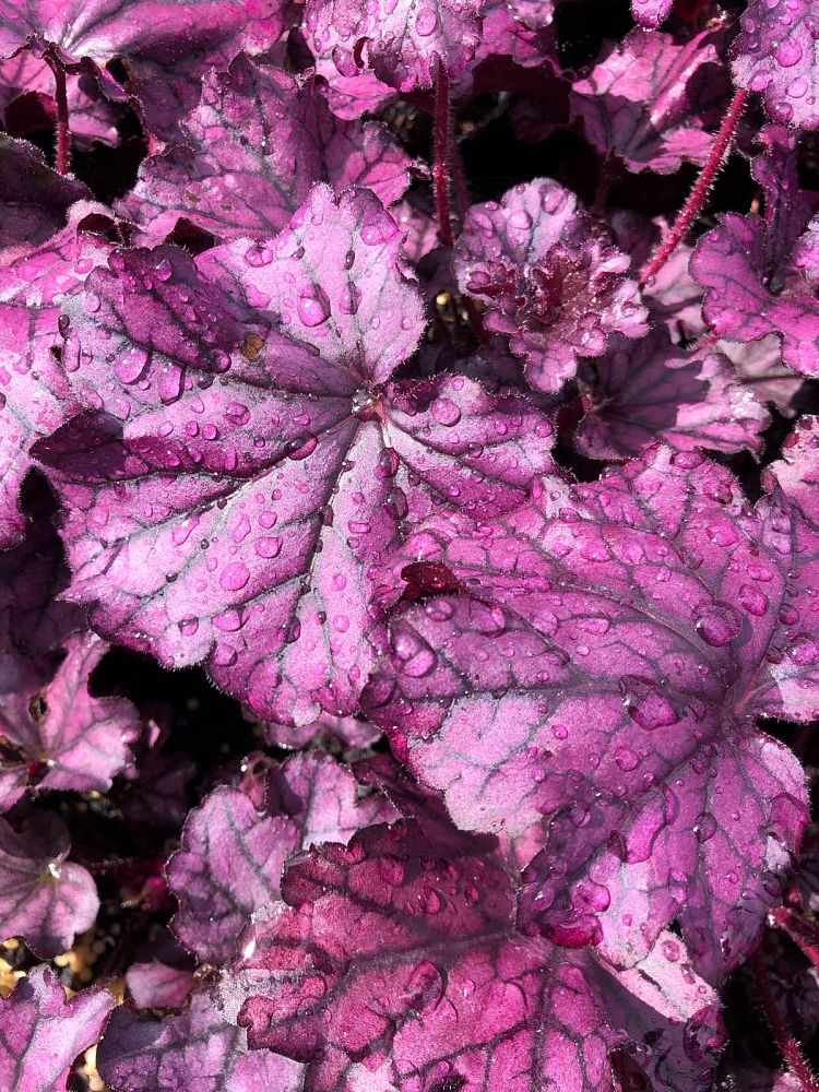 heuchera-forever-purple-alumroot-coral-bells