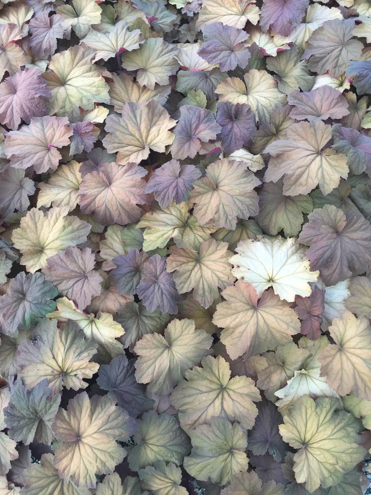 heuchera-frosted-violet-alumroot-coral-bells
