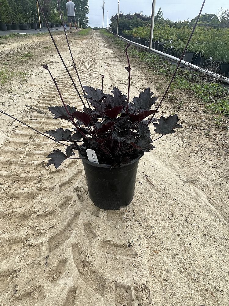 heuchera-frosted-violet-alumroot-coral-bells