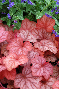 heuchera-georgia-peach-coral-bells
