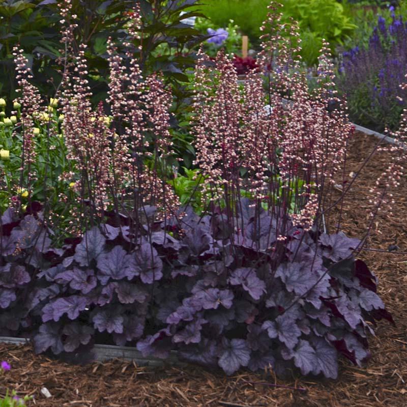 heuchera-grape-expectations-alumroot-coral-bells