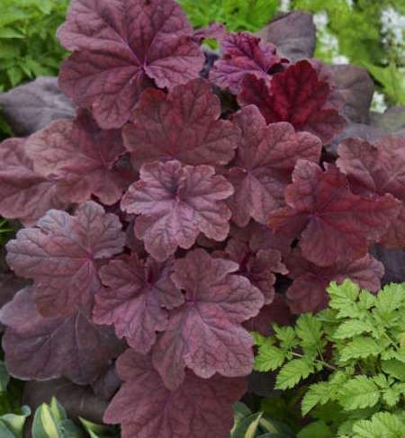 heuchera-lava-lamp-alumroot-coral-bells