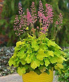 heuchera-lemon-love-alumroot-coral-bells