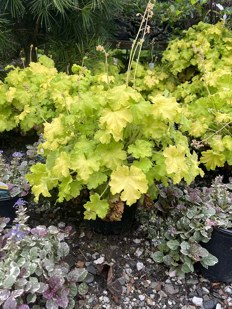 heuchera-lemon-love-alumroot-coral-bells